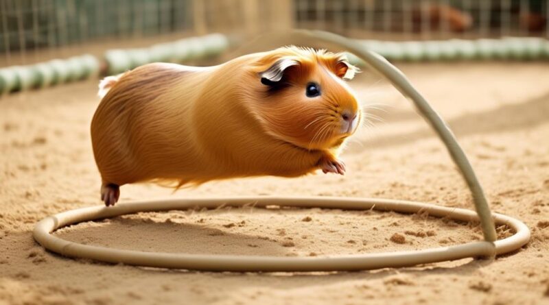 effective training methods guinea pigs