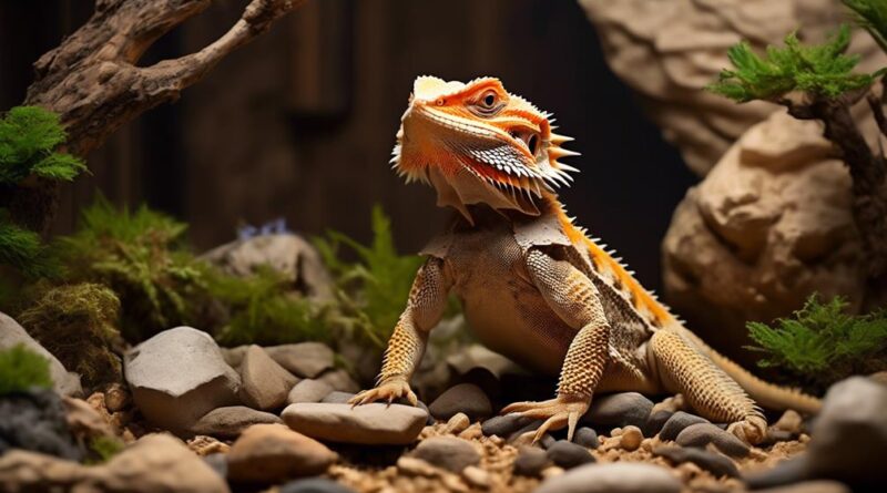 enrichment and play for bearded dragons