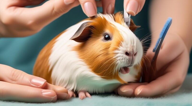 guinea pig grooming guide