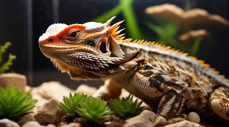 habitat requirements for bearded dragons