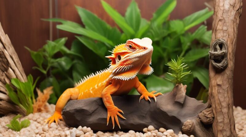 improving bearded dragon s living space