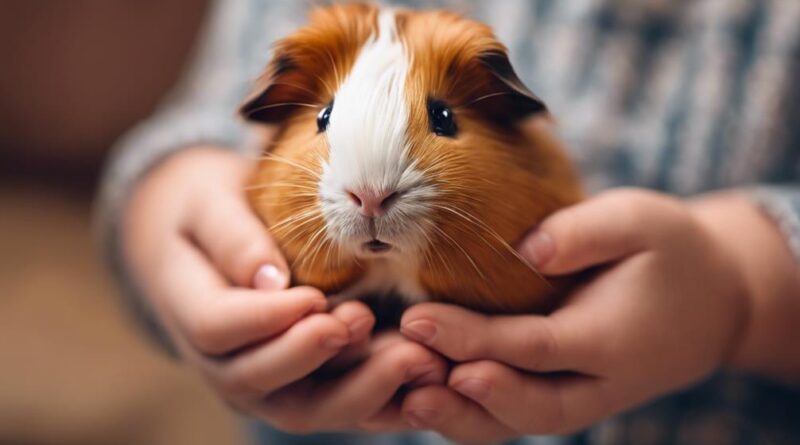 gentle handling for guinea pigs